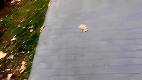 Fancy costume out door sex on Helloween